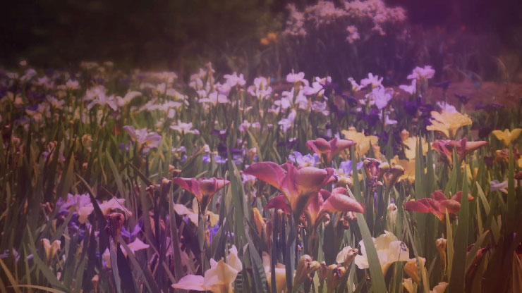 Wildflower Collection: 4