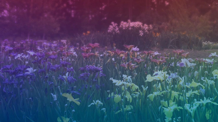 Wildflower Collection: 7