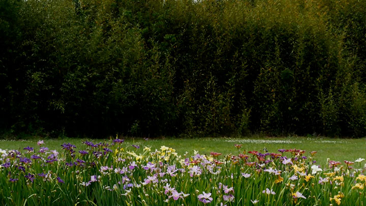 Wildflower Collection: 9