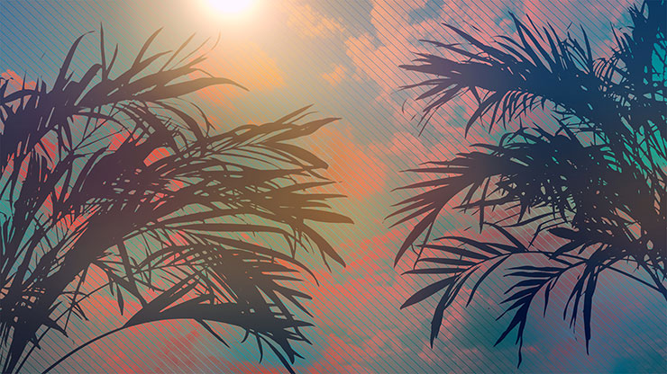 Sun Palms Collection: 11