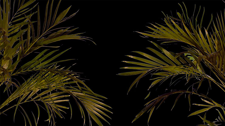Sun Palms Collection: 15