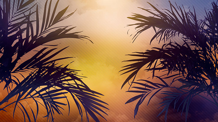 Sun Palms Collection: 2