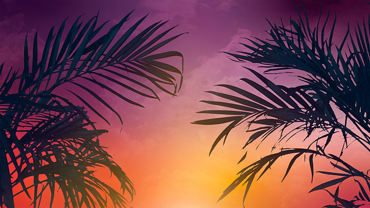 Sun Palms Collection: 5