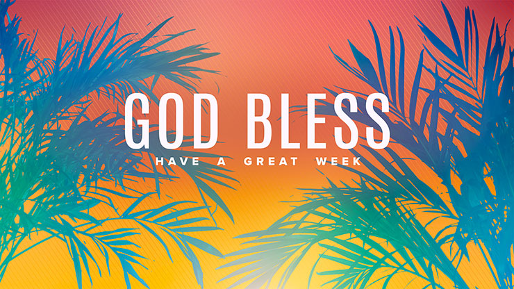 Sun Palms Collection: Close