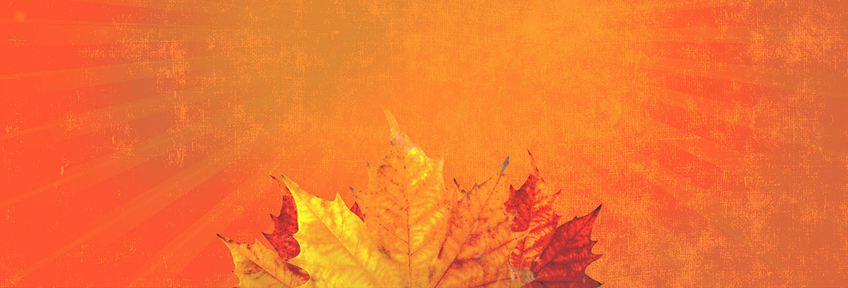 Harvest Palooza: Web Banner
