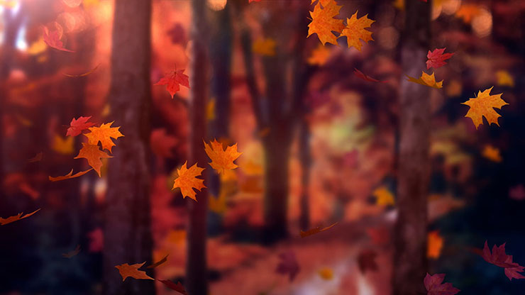 Fall Woods: Back 10