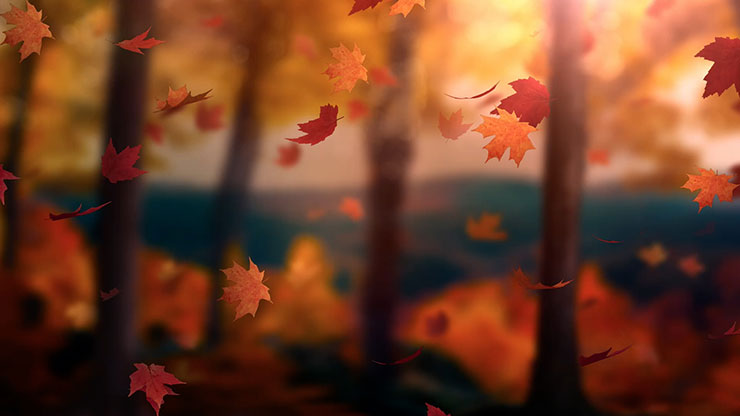 Fall Woods: Back 12