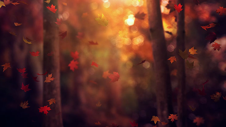 Fall Woods: Back 14