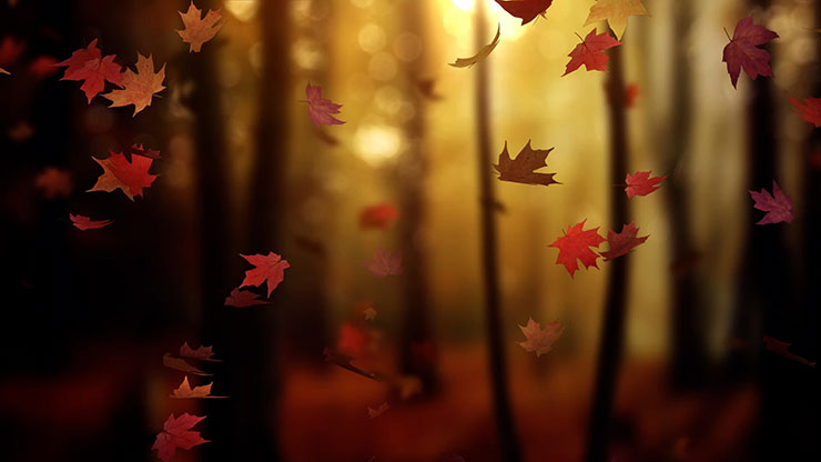 Fall Woods: Back 15