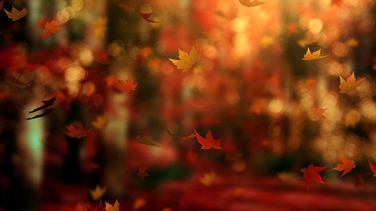 Fall Woods: Back 19