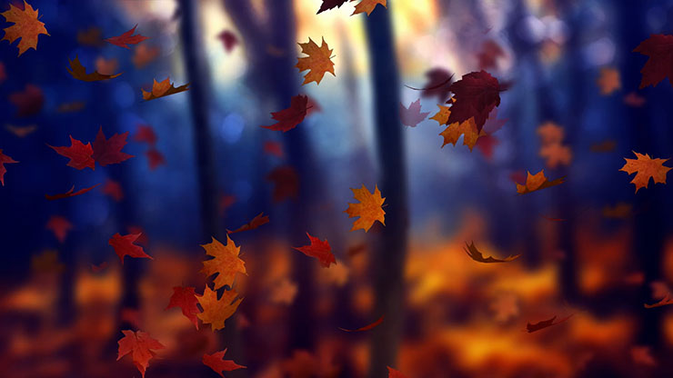 Fall Woods: Back 1