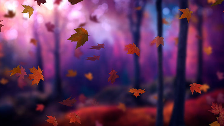 Fall Woods: Back 3