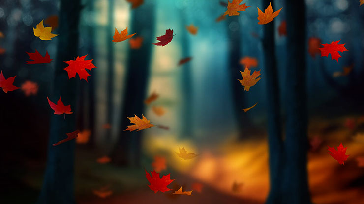 Fall Woods: Back 4
