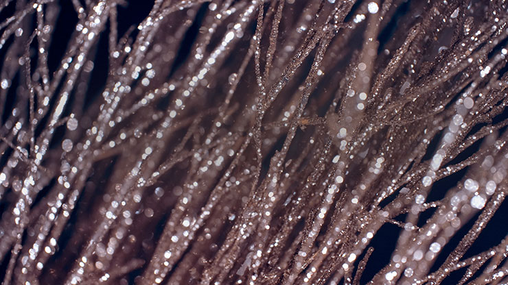 Christmas Gold 10 - Motion