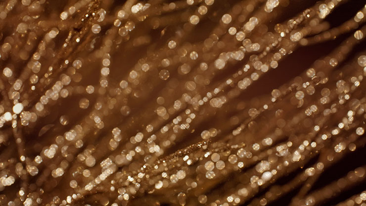 Christmas Gold 14 - Still