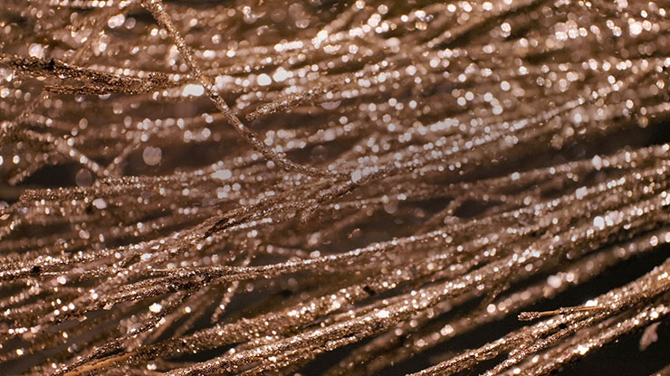 Christmas Gold 2 - Still