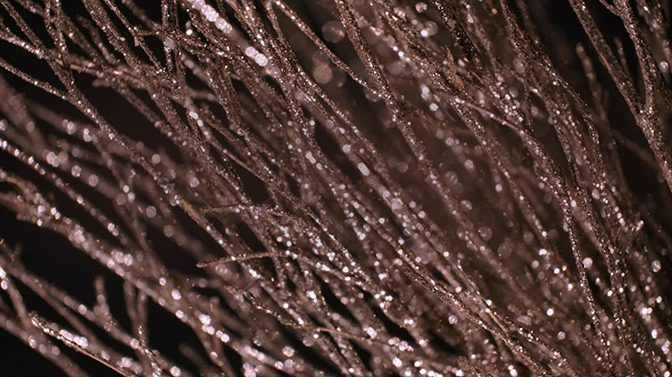 Christmas Gold 6 - Motion