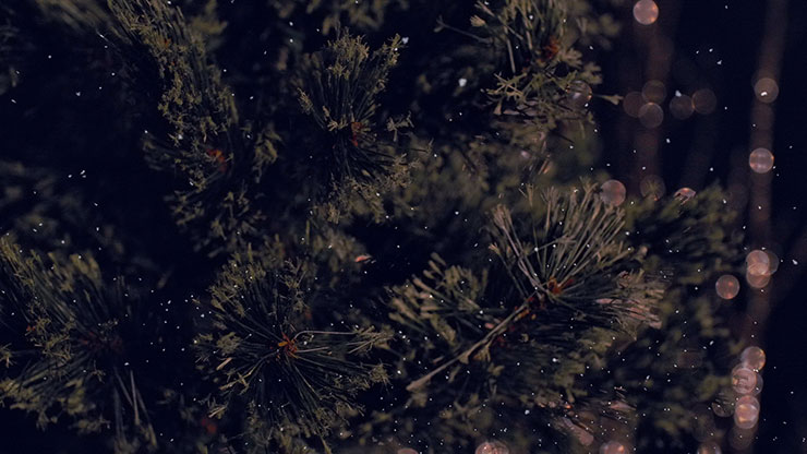Christmas Tree: 2 - Motion