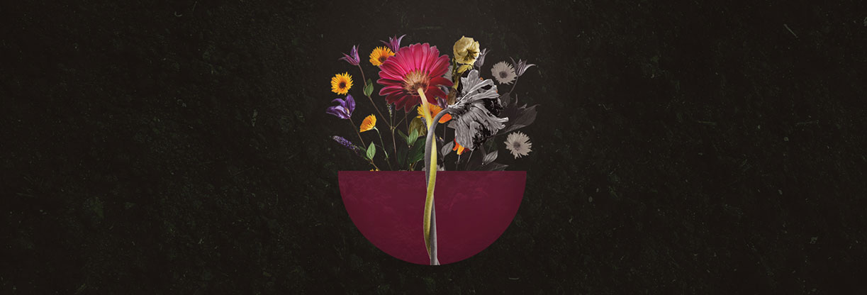 Hope Renewed: Web Banner
