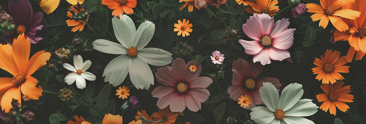 New Life In Christ: Web Banner