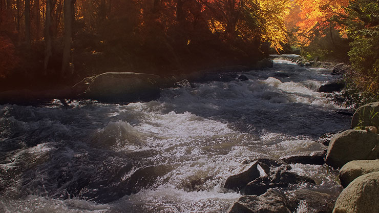 Northwest Fall Collection: Northwest Fall 10 Still