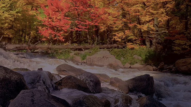 Northwest Fall Collection: Northwest Fall 12 Still