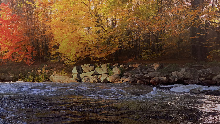 Northwest Fall Collection: Northwest Fall 14 Still