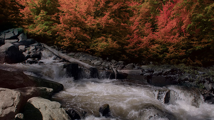 Northwest Fall Collection: Northwest Fall 15 Still