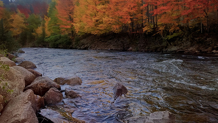 Northwest Fall Collection: Northwest Fall 1 Still