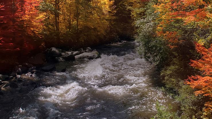 Northwest Fall Collection: Northwest Fall 2 Motion