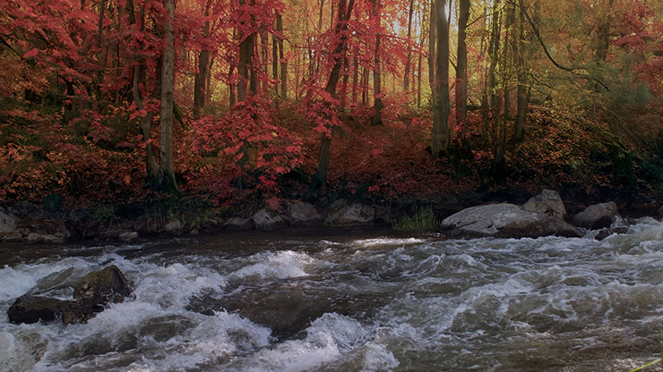 Northwest Fall Collection: Northwest Fall 3 Motion