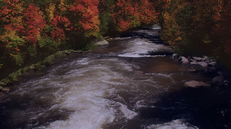 Northwest Fall Collection: Northwest Fall 5 Still