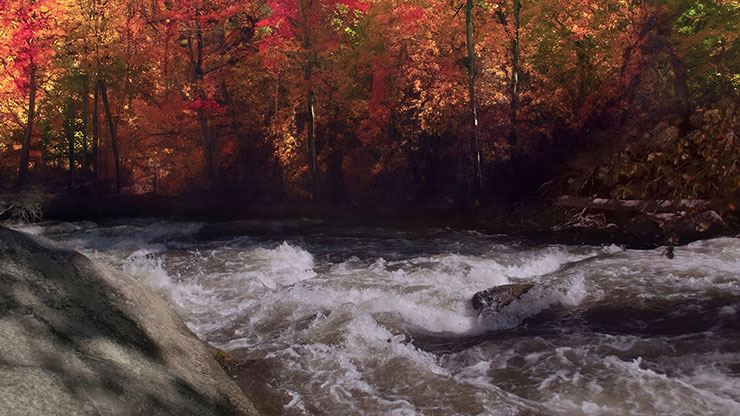 Northwest Fall Collection: Northwest Fall 6 Motion
