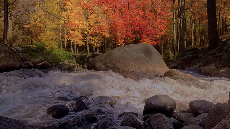 Northwest Fall Collection: Northwest Fall 7 Motion