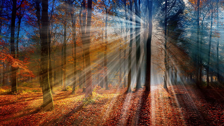 Autumn Light Collection: Autumn Light 10 Motion