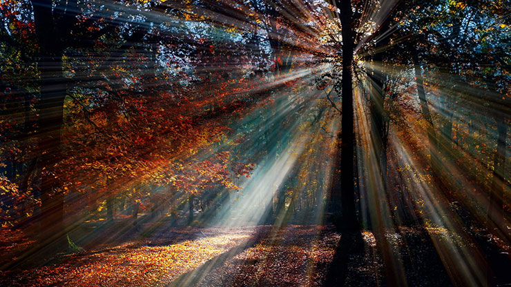 Autumn Light Collection: Autumn Light 12 Still
