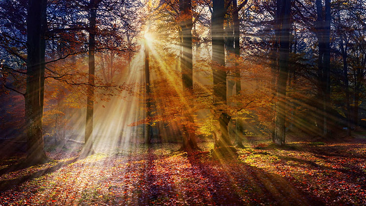 Autumn Light Collection: Autumn Light 13 Motion