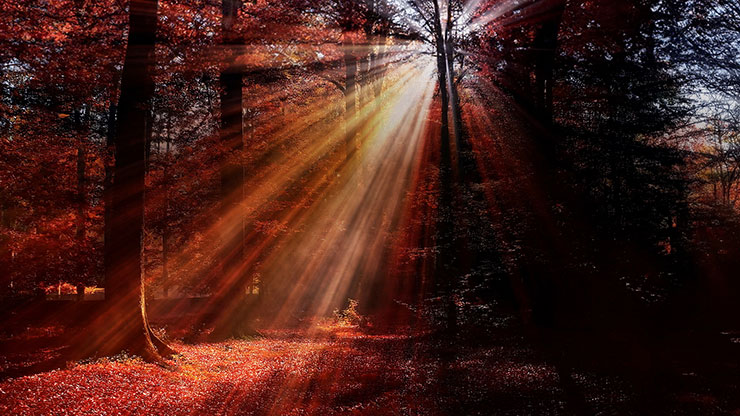 Autumn Light Collection: Autumn Light 14 Motion