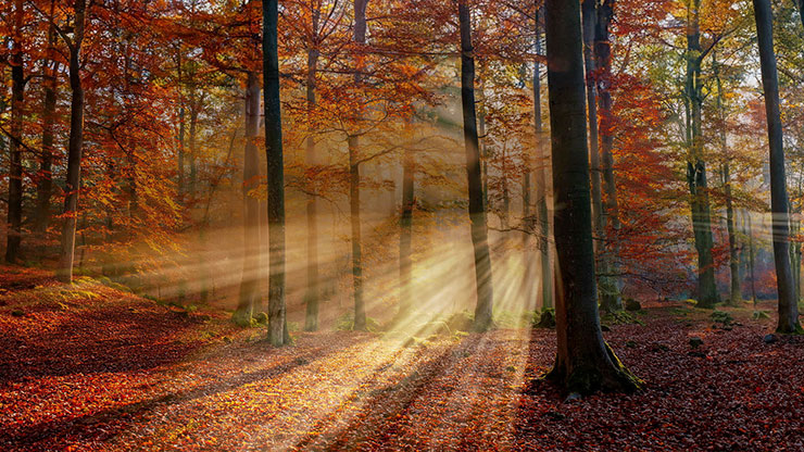 Autumn Light Collection: Autumn Light 16 Still