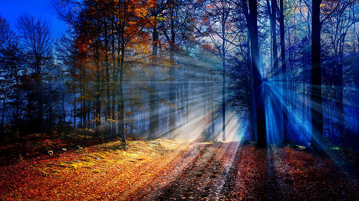 Autumn Light Collection: Autumn Light 17 Motion