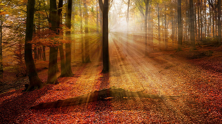 Autumn Light Collection: Autumn Light 18 Still
