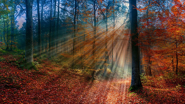 Autumn Light Collection: Autumn Light 19 Still