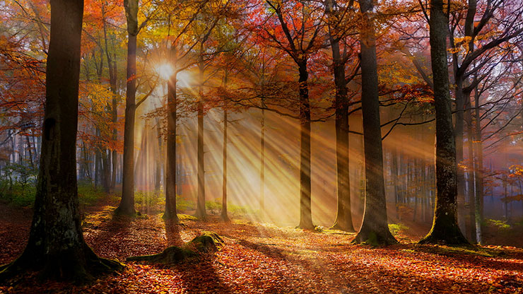 Autumn Light Collection: Autumn Light 1 Still