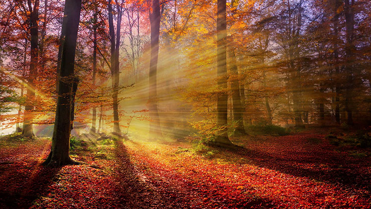 Autumn Light Collection: Autumn Light 20 Motion