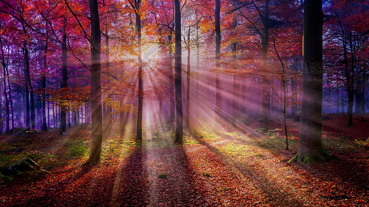 Autumn Light Collection: Autumn Light 2 Motion