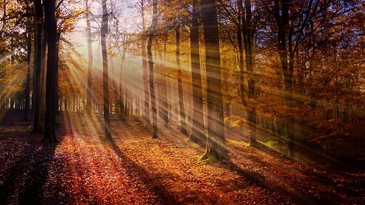 Autumn Light Collection: Autumn Light 3 Still