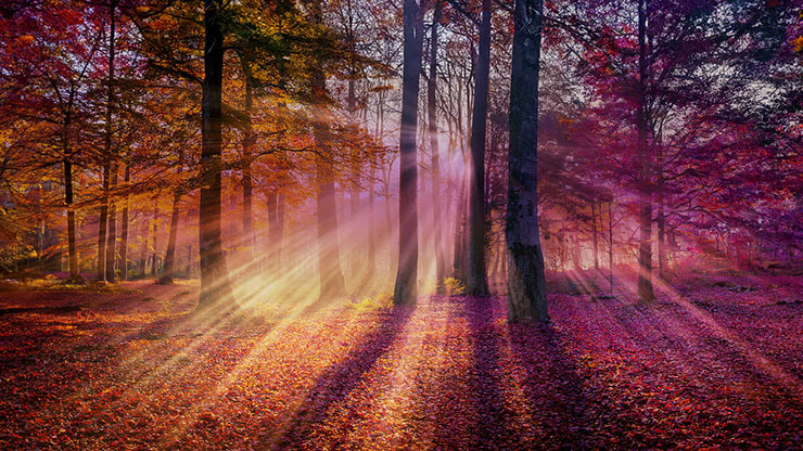 Autumn Light Collection: Autumn Light 4 Still