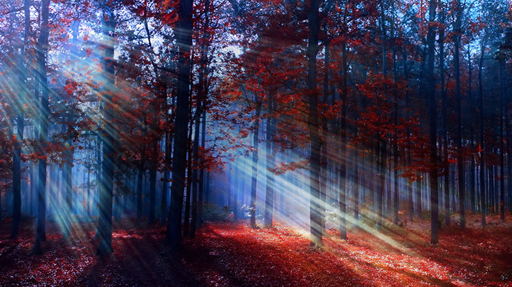 Autumn Light Collection: Autumn Light 7 Motion