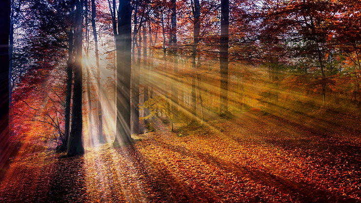 Autumn Light Collection: Autumn Light 8 Motion