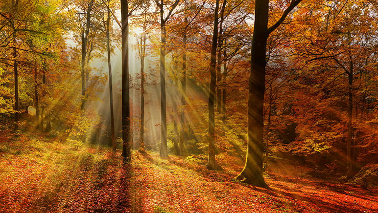 Autumn Light Collection: Autumn Light 9 Motion